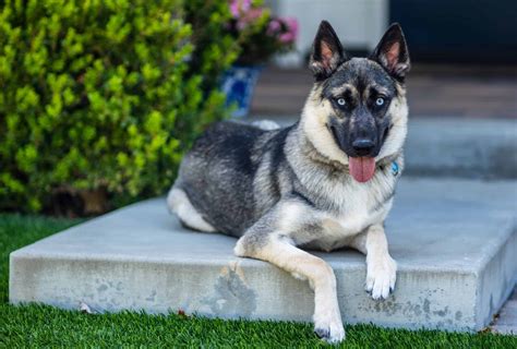  So, when a person is trying to look for a low-cost German Shepherd Dog and goes to a BYB, they are most likely purchasing a mixed breed dog with a poor conformation and faulty temperament